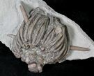 Detailed Dorycrinus Crinoid Crown - Indiana #19868-2